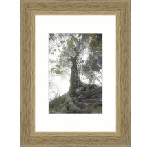 Gerahmtes Bild mit Baumansicht