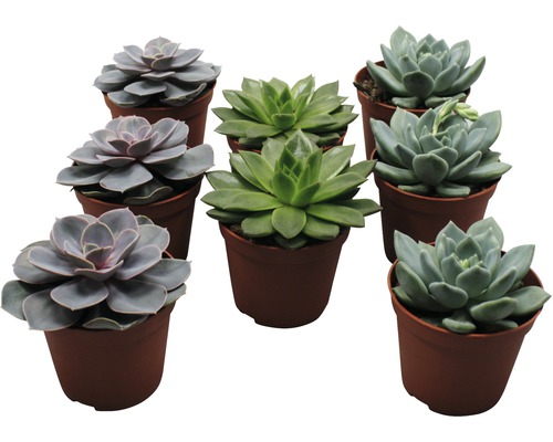 Echeverien Mix FloraSelf Echeveria Ø 8,5 cm Topf zufällige Sortenauswahl