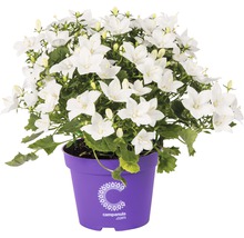 Glockenblume mit weißen Blüten im Topf