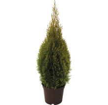 Lebensbaum FloraSelf Thuja occidentalis 'Golden Smaragd' H 40-60 cm Co 3 L-thumb-1