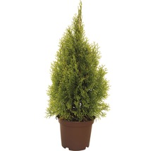 Lebensbaum FloraSelf Thuja occidentalis 'Golden Smaragd' H 40-60 cm Co 3 L-thumb-0