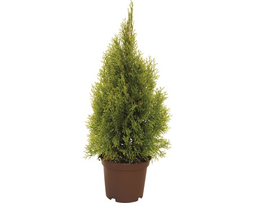 Lebensbaum FloraSelf Thuja occidentalis 'Golden Smaragd' H 40-60 cm Co 3 L-0