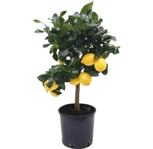 Zitronenbaum im Topf mit Früchten und Blättern