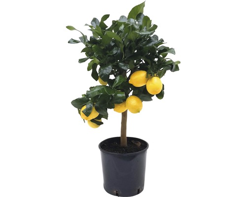 Zitronenbaum im Topf mit Früchten und Blättern