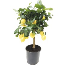 Zitronenbaum im Topf mit Früchten und Blättern