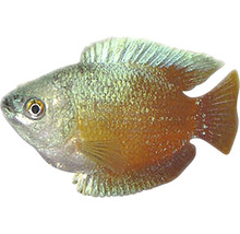 Einzelner Sonnenbarsch für Aquarien