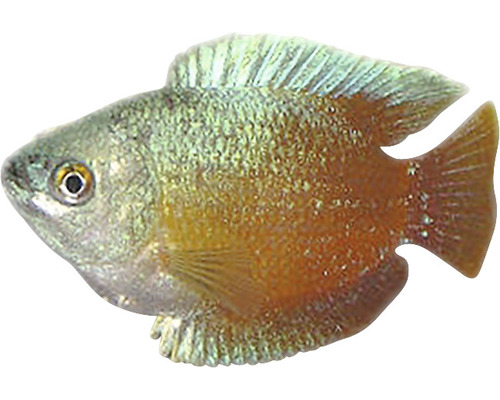 Einzelner Sonnenbarsch für Aquarien