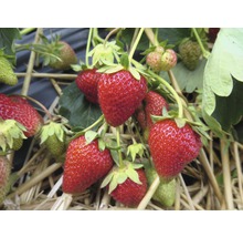 Nahaufnahme von reifen und unreifen Erdbeeren auf Stroh