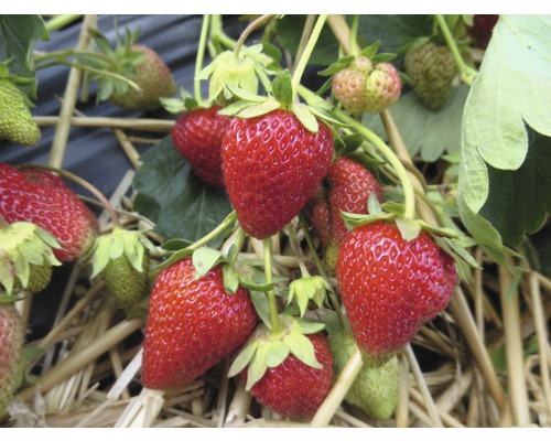 Nahaufnahme von reifen und unreifen Erdbeeren auf Stroh