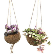 Zwei Hängepflanzen in Kokosnussschalen mit Zierpflanzen