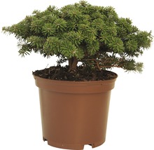 Koreatanne Bonsai im Topf