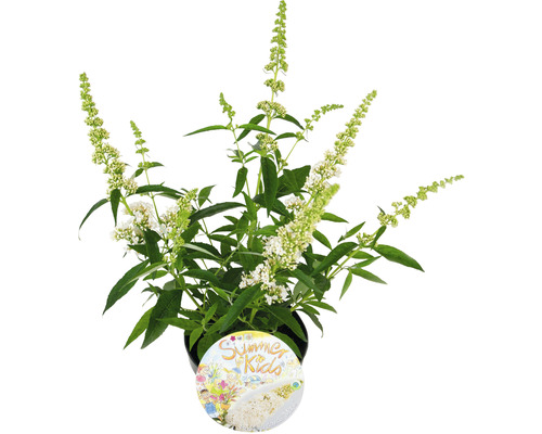 Schmetterlingsflieder in einem Topf