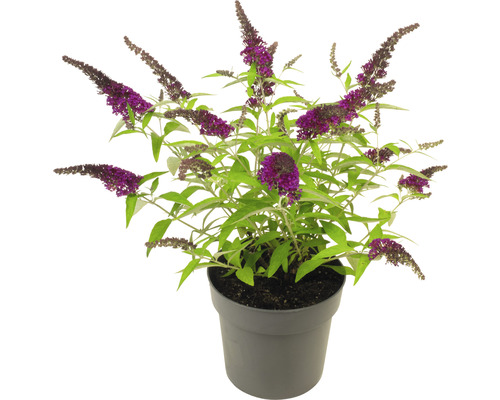 Schmetterlingsflieder im Topf