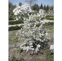 Blühender Baum im Garten