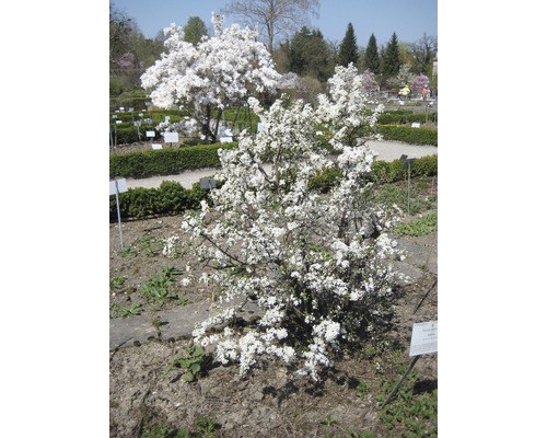 Blühender Baum im Garten