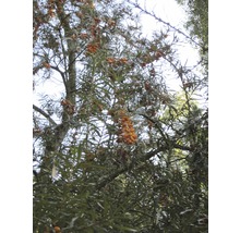 Sanddornstrauch mit reifen Beeren im Garten