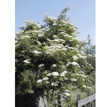 Holunderbusch mit weißen Blüten im Garten