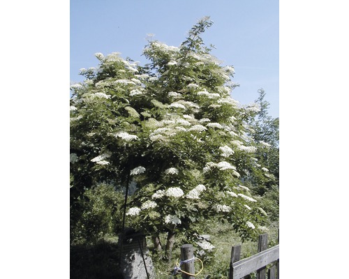 Holunderbusch mit weißen Blüten im Garten