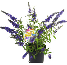 Schmetterlingsflieder ''Summer Teens'' im Topf