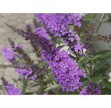 Nahaufnahme einer Schmetterlingsflieder Pflanze mit violetten Blüten.
