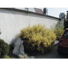 Garten mit Ginsterstrauch und Stein