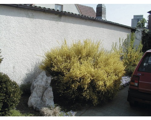 Garten mit Ginsterstrauch und Stein