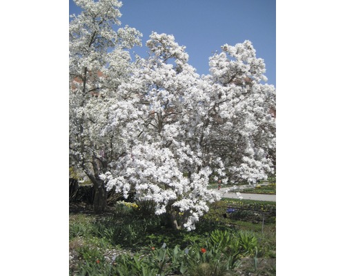 Blühender Baum im Garten