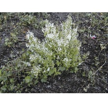 Blühender Zierstrauch mit kleinen weißen Blüten