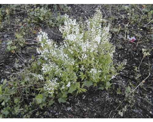 Blühender Zierstrauch mit kleinen weißen Blüten