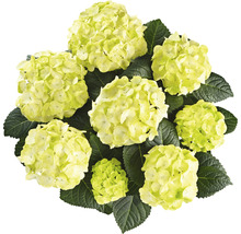 Hortensie mit hellen Blüten