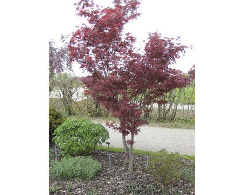 Japanischer Ahornbaum im Garten