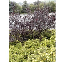 Szene mit Ziersträuchern und Blumenbeet im Garten.