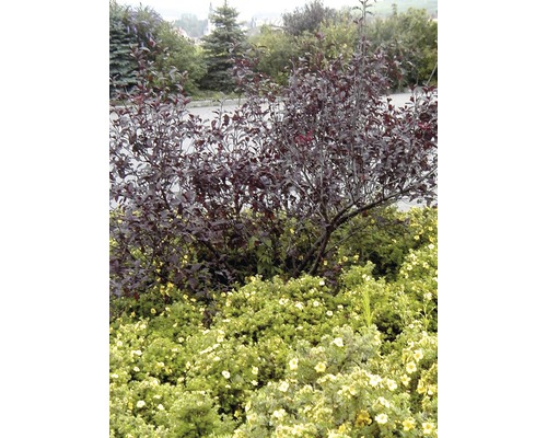 Szene mit Ziersträuchern und Blumenbeet im Garten.