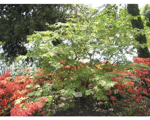 Japanischer Ahorn mit roten Azaleen im Garten