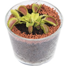 Venusfliegenfalle in einem transparenten Topf mit Substrat und Tonkugeln