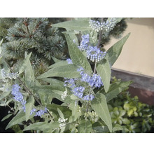 Sträucher-Set Vorgarten-Laub 1 x Bartblume 'Heavenly Blue' & 2 x Fingerstrauch 'Kobold' 30/40 cm, 3 Stk