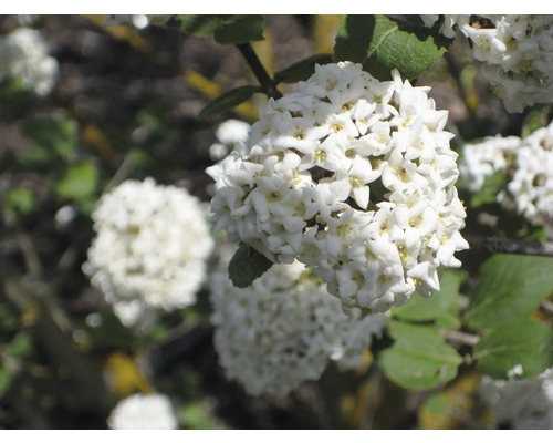 Blütenstand einer Schneeball Pflanze mit kleinen weißen Blüten