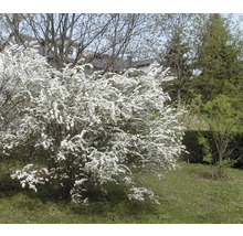 Blühender Zierstrauch im Garten