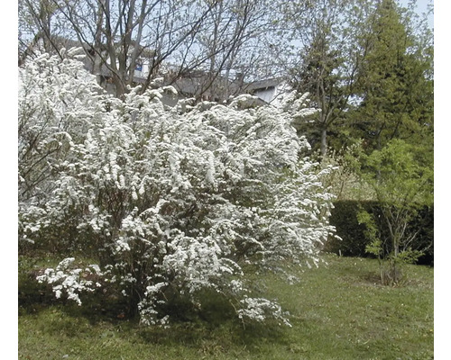 Blühender Zierstrauch im Garten