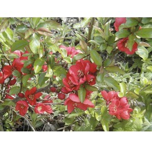 Japanische Zierquitte mit roten Blüten und grünen Blättern