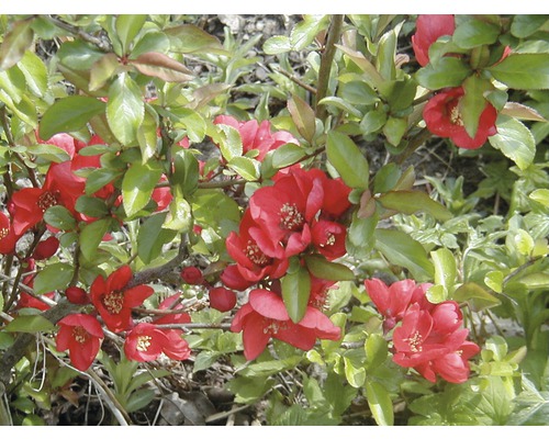 Japanische Zierquitte mit roten Blüten und grünen Blättern