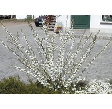 Blühender Zierstrauch mit weißen Blüten