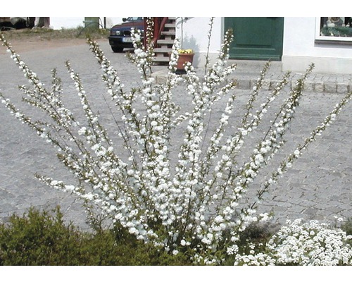 Blühender Zierstrauch mit weißen Blüten
