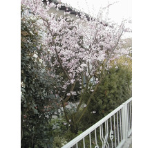 Baum mit weißen Blüten im Garten