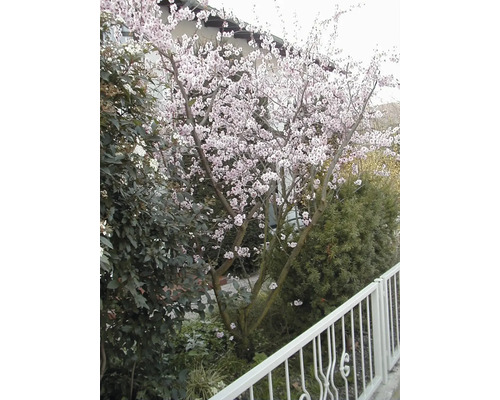 Baum mit weißen Blüten im Garten