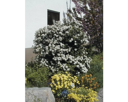 Garten mit blühendem Schneeball und verschiedenen Blumen