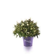Sommerflieder FloraSelf Buddleja davidii POQUITO® White H ca. 40 cm Co 4,5 L