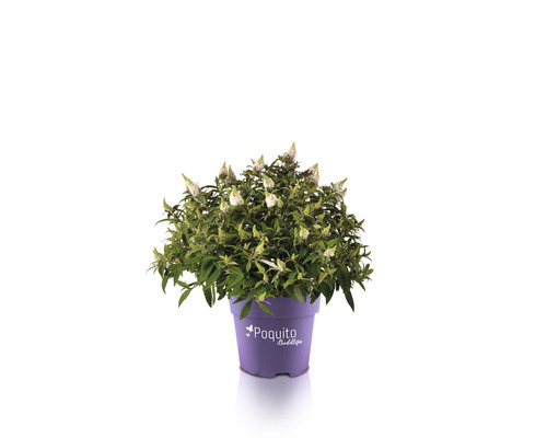 Sommerflieder FloraSelf Buddleja davidii POQUITO® White H ca. 40 cm Co 4,5 L Schmetterlingsflieder im Topf