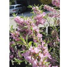 Blühender Zwergstrauch mit rosa Blüten und grünen Blättern