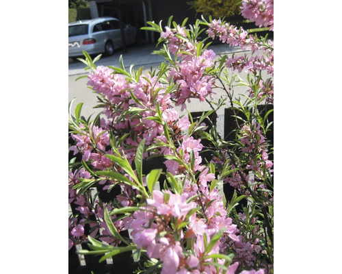 Blühender Zwergstrauch mit rosa Blüten und grünen Blättern